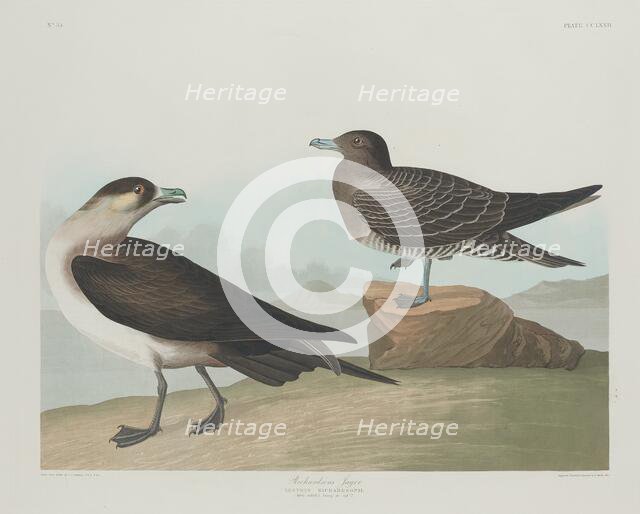 Richardson's Jager, 1835. Creator: Robert Havell.