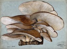 Oyster mushrooms (Pleurotus ostreatus) growing on wood, 1895. Creator: Unknown.
