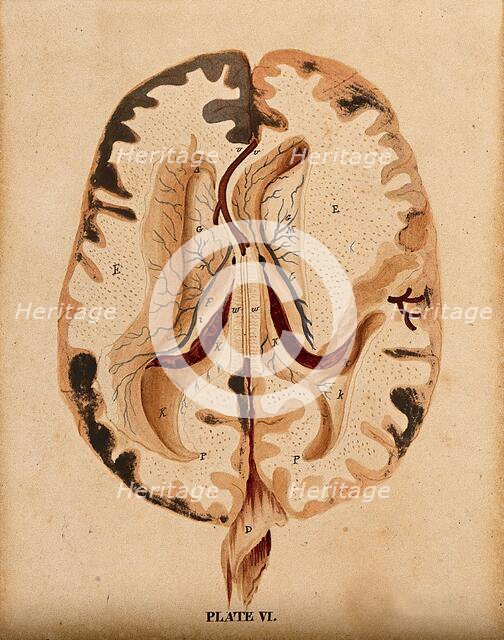 Brain: horizontal section showing lateral ventricles, 1820-1827. Creator: William Home Lizars.