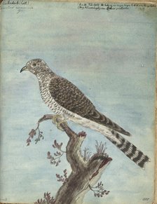 Dutch cuckoo, 1770-1787. Creator: Jan Brandes.