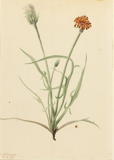 Grassleaf Agoseris (Agoseris graminifolia), 1905. Creator: Mary Vaux Walcott.