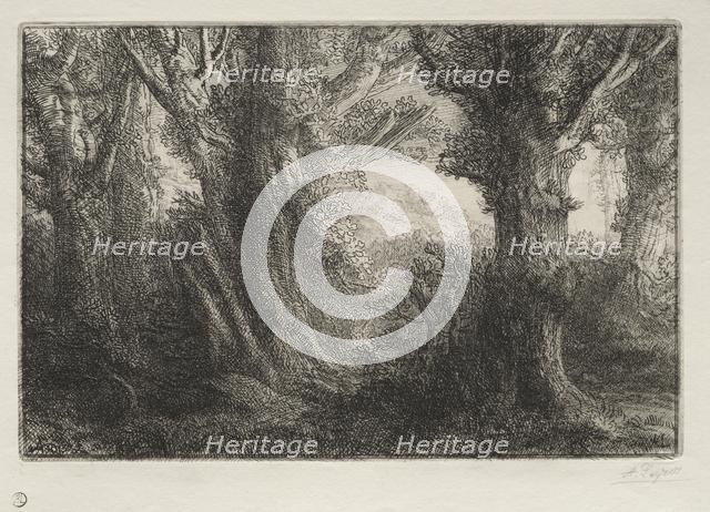 In the Forest at Conteville. Creator: Alphonse Legros (French, 1837-1911).