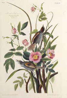 The Sea-side Finch. From "The Birds of America", 1827-1838. Creator: Audubon, John James (1785-1851).