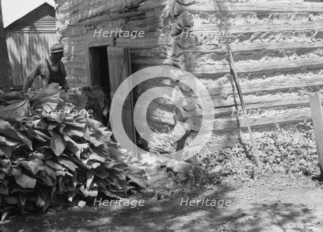Putting in the tobacco after the morning work, Shoofly, North Carolina, 1939. Creator: Dorothea Lange.
