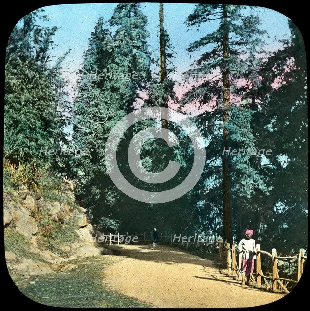 Forest, Murree, India, late 19th or early 20th century. Artist: Unknown