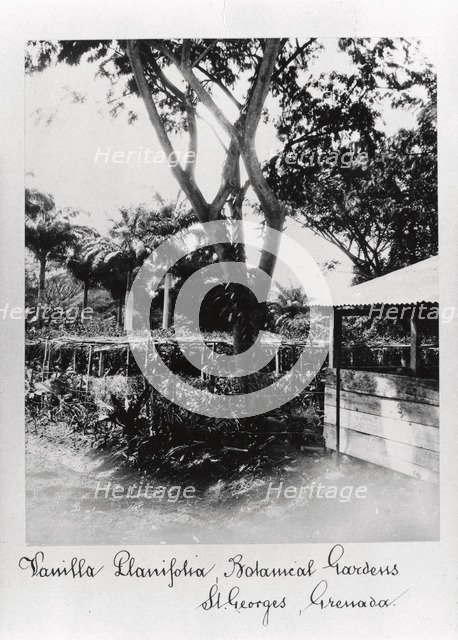 St George’s Botanical Gardens, Grenada, 1897. Artist: Unknown