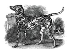 Dalmatian dog, 1848. Artist: Unknown