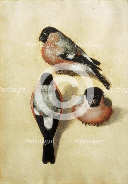 Bird in three positions, 1520. Creator: Dürer, Albrecht (1471-1528).