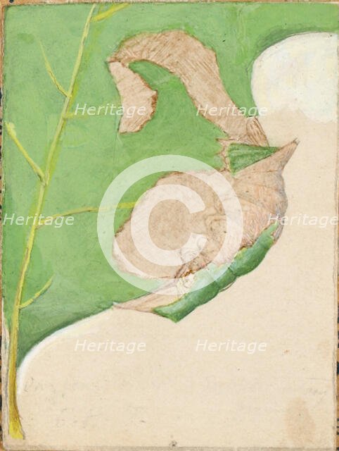 Oak Leaf Edge Caterpillar..., early 20th century. Creator: Gerald H. Thayer.
