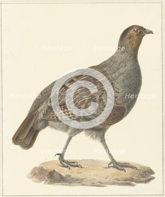 Partridge, 1759-1842. Creator: Pieter Bartholomeusz. Barbiers.