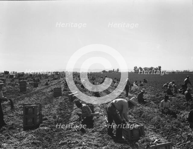 Large scale agriculture, near Meloland, Imperial Valley, 1939. Creator: Dorothea Lange.