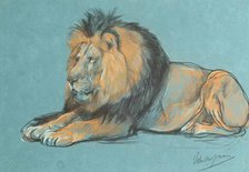 A Black-Maned African Lion. Creator: John MacAllan Swan.