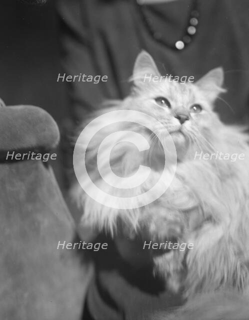 Von Karlowski cat, portrait photograph, 1920 Sept. 2. Creator: Arnold Genthe.