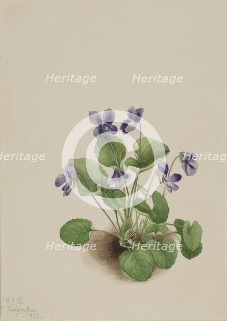 Butterfly Violet (Viola papilionacea), 1923. Creator: Mary Vaux Walcott.