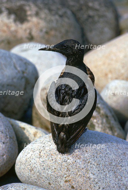 Oil pollution in Cornwall.