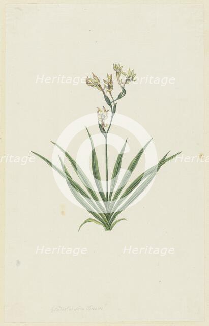 Freesia viridis (Aiton) Goldblatt & J.C. Manning, 1777-1786. Creator: Robert Jacob Gordon.