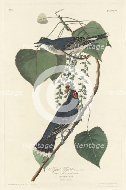 Tyrant Flycatcher, 1830. Creator: Robert Havell.