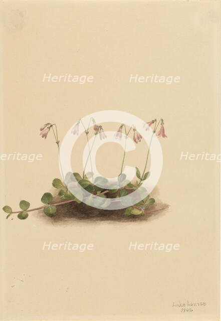 American Twinflower (Linnaea borealis americana), 1902. Creator: Mary Vaux Walcott.