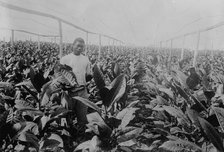Porto [Puerto] Rico -- Raising tobacco under Cheese Cloth, between c1915 and c1920. Creator: Bain News Service.