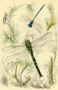 Damselflies, dragonflies and water snails, c1930s?, (1946). Creator: Vere Temple.