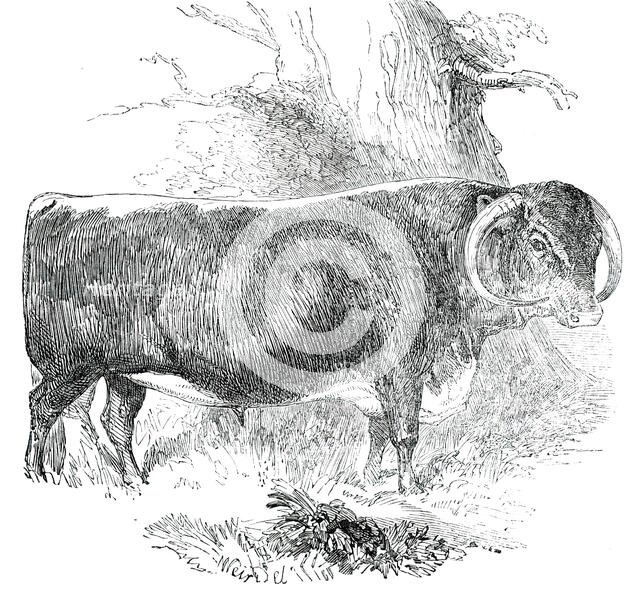 Prize Cattle at the Royal Agricultural Society's Show, at Exeter - Cattle of Any Breed - Leicester - Creator: Harrison Weir.