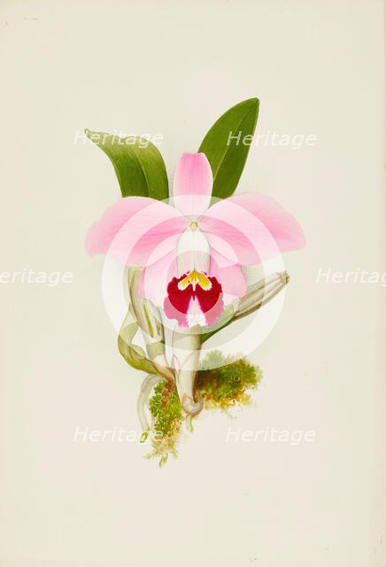 Orchid: Laelia Praestans, 1906. Creator: Frederick William Bolas.