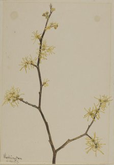 Witch-Hazel (Hamamelis virginiana), 1917. Creator: Mary Vaux Walcott.