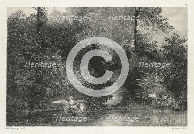 Canards (Ducks) . Creator: Karl Bodmer (Swiss, 1809-1893).