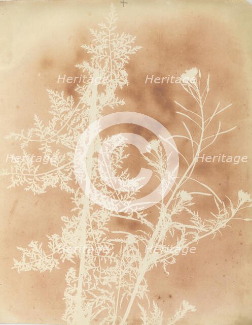 Sisymbrium Cumingianum, 1839. Creator: William Henry Fox Talbot.