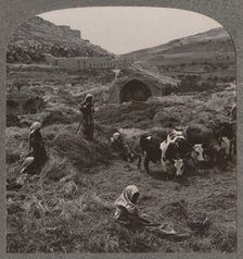 'Threshing grain near Jacob's Well', c1900. Artist: Unknown.