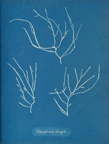 Polysiphonia elongata, ca. 1853. Creator: Anna Atkins.