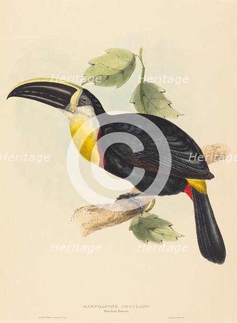 Osculant Toucan (Ramphastos osculans). Creators: John Gould, Elizabeth Gould.