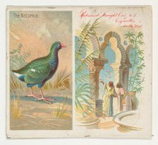 The Notornis, from Birds of the Tropics series (N38) for Allen & Ginter Cigarettes, 1889. Creator: Allen & Ginter.
