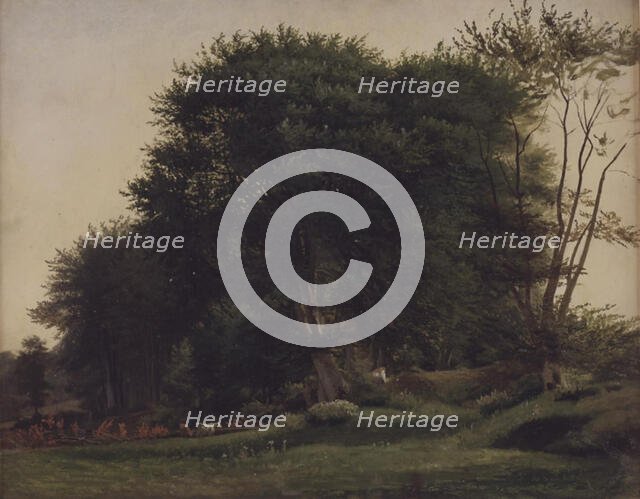 Forest clearing with cattle, 1855-1913. Creator: Wilhelm Xylander.