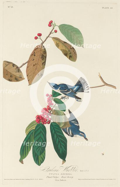 Cerulean Warbler, 1828. Creator: Robert Havell.