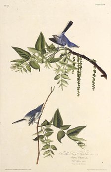 The blue-gray gnatcatcher. From "The Birds of America", 1827-1838. Creator: Audubon, John James (1785-1851).