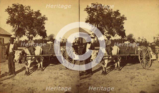 Transporting cotton in an oxcart, (1868-1900?). Creator: J. N. Wilson.