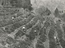 A tea plantation outside the town, Kobe, Japan, 1895. Creator: Unknown.
