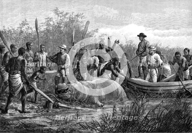 Hippopotamus hunting in Angola, West Africa, 1880. Creator: Unknown.
