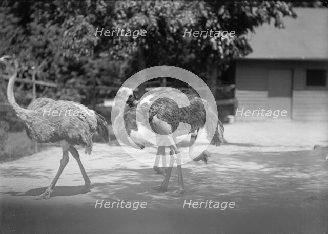 Zoo, Washington, D.C.: Ostriches, 1916. Creator: Harris & Ewing.