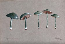 A fungus (Stropharia aeruginosa): five fruiting bodies, 1883. Creator: Unknown.