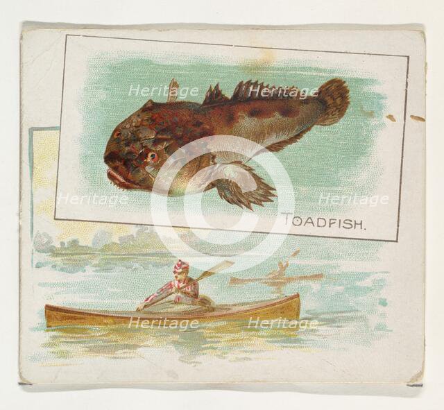 Toadfish, from Fish from American Waters series (N39) for Allen & Ginter Cigarettes, 1889. Creator: Allen & Ginter.