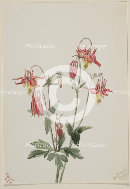 Red Columbine (Aquilegia formosa), 1897. Creator: Mary Vaux Walcott.