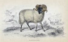 'Black Faced Ram', mid 19th century. Artist: William Home Lizars