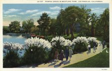 Pampas Grass in Westlake Park, Los Angeles, California, USA, 1931. Artist: Unknown
