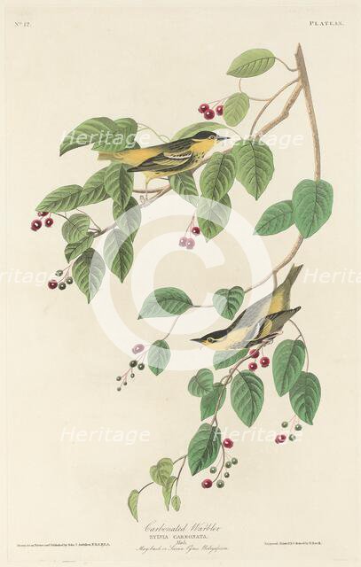 Carbonated Warbler, 1829. Creator: Robert Havell.