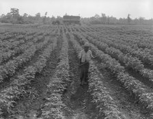 Cotton, Coahoma County, Mississippi, 1937. Creator: Dorothea Lange.