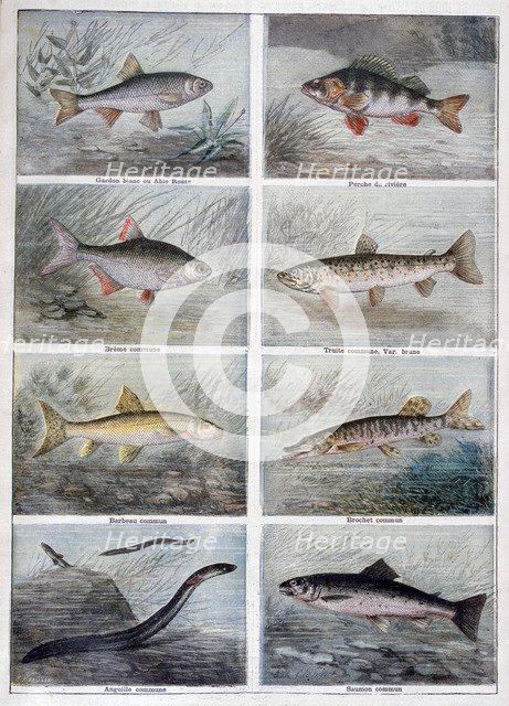 Freshwater fish, 1897. Creator: F Meaulle.