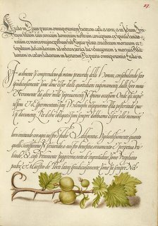 European Currant; Mira calligraphiae monumenta, 1561-1562; illumination added 1591-1596. Creator: Joris Hoefnagel.