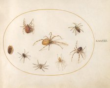 Plate 37: Seven Spiders and an Insect, c. 1575/1580. Creator: Joris Hoefnagel.